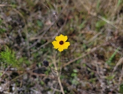 Coreopsis leavenworthii