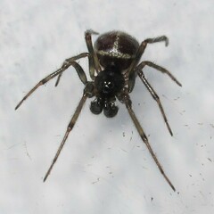 Steatoda borealis