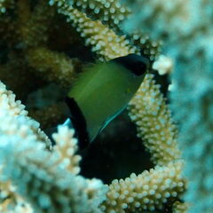 Pycnochromis retrofasciatus