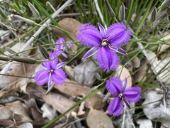Thysanotus