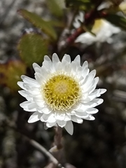 Anaphalioides bellidioides