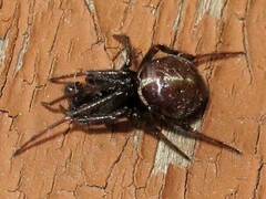 Steatoda borealis
