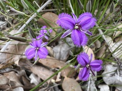 Thysanotus