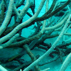 Aulostomus chinensis