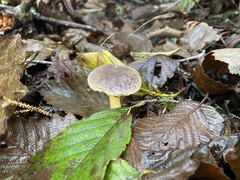 Xerocomellus diffractus