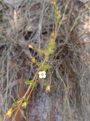 Mitrasacme polymorpha