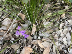 Thysanotus