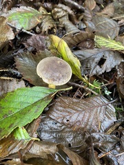 Xerocomellus diffractus