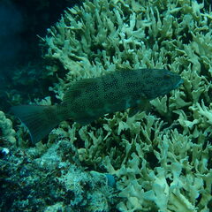 Plectropomus leopardus