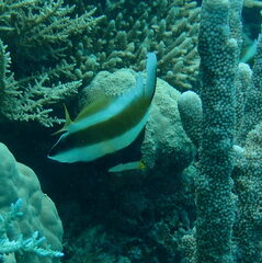 Heniochus chrysostomus