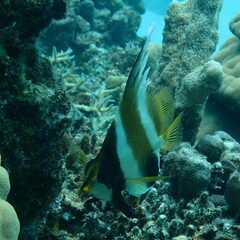 Heniochus chrysostomus