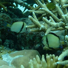 Dascyllus reticulatus