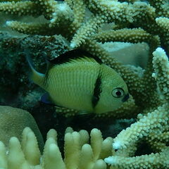 Dascyllus reticulatus