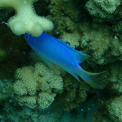 Pomacentrus coelestis