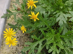 Senecio squalidus
