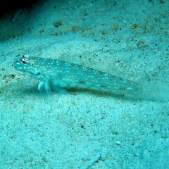 Istigobius rigilius