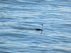 Aechmophorus clarkii