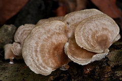 Favolus brasiliensis