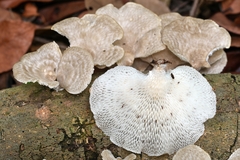 Favolus brasiliensis