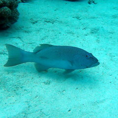 Plectropomus leopardus