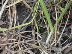 Pholidobolus montium