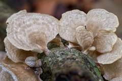 Favolus brasiliensis