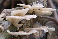 Favolus brasiliensis