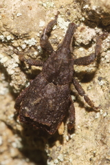Styphlotelus fascicularis