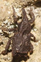 Styphlotelus fascicularis