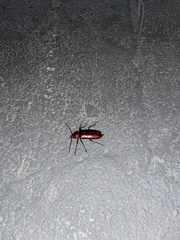 Stenodontes exsertus