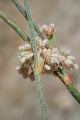 Eriogonum roseum