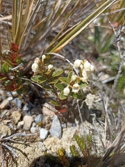 Gaultheria crassa