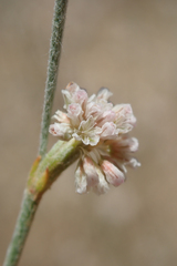 Eriogonum roseum