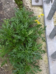 Senecio squalidus