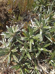 Celmisia spectabilis spectabilis