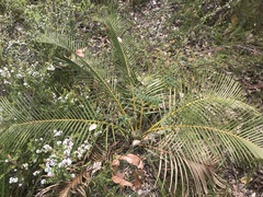Macrozamia riedlei