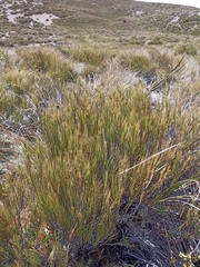 Dracophyllum longifolium