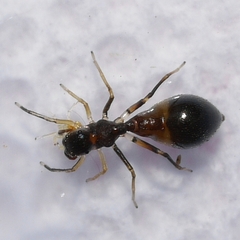 Synemosyna formica