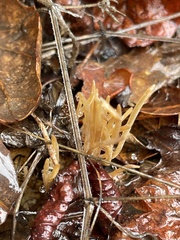 Macrotyphula juncea
