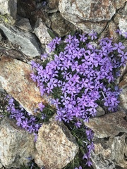 Phlox diffusa