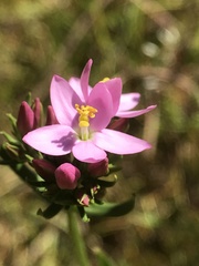 Centaurium tenuiflorum
