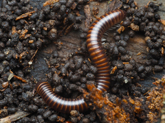 Leptogoniulus sorornus