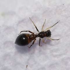 Synemosyna formica