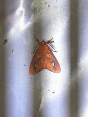 Ernassa sanguinolenta