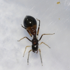 Synemosyna formica