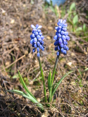 Muscari