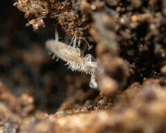 Entomobryidae