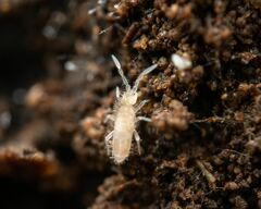 Entomobryidae