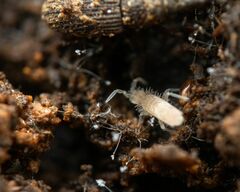 Entomobryidae