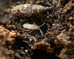 Entomobryidae